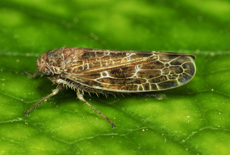 Allygidius sp.